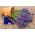 Domáce Záhrada - Levanduľa "Munstead Strain" - pre pestovanie vnútorných priestorov a balkónov; levanduľa s úzkymi listami, levanduľa záhradná, levanduľa anglická - 200 semien - Lavandula angustifolia - semená