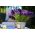 Home Garden - Lavanda "Munstead Strain" - per coltivazioni indoor e balconate; lavanda a foglia stretta, lavanda da giardino, lavanda inglese - 200 semi - Lavandula angustifolia