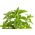 Home Garden - Candyleaf "Sweetheart" - para cultivo en interiores y balcones - 24 semillas - Stevia rebaudiana