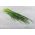 Domácí zahrada - Jarní cibule "Broad Leaf" - pro pěstování vnitřních a balkonových ploch - 1700 semen - Allium schoenoprasum L. - semena