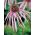 Echinacea, Coneflower Pallida - หัว / หัว / ราก - Echinacea pallida