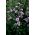Alcea, Hollyhocks Parkrondell - bulb / tuber / rădăcină - Alcea 