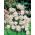 Aquilegia，哥伦拜恩，奶奶的帽子白色巴洛 - 洋葱/块茎/根 - Aquilegia vulgaris