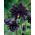 Aquilegia، Columbine، Grannet's Bonnet Black Barlow - لامپ / غده / ریشه - Aquilegia vulgaris