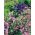 Aquuliia, Columbiaine, Granny's Bonnet Pink Barlow - củ / củ / rễ - Aquilegia vulgaris