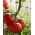 Paradajka "Elf" - na pestovanie pod krytom - prémiové odrody osiva pre každého - 10 semien - Solanum lycopersicum  - semená