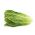 Salată verde "Livia" - Lactuca sativa L. var. longifolia - semințe