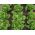 חסה חממה "אנילקה" - 140 זרעים - Lactuca sativa L. var. Capitata
