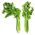 Celer "Plein Blanc Pascal" - živě zelený, nejlepší pro polévky - 2600 semen - Apium graveolens - semena