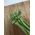 סלרי "Groen פסקל" - ירוק חיוור, הטוב ביותר עבור מרקים - 2600 זרעים - Apium graveolens