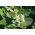Swamp milkweed "Iceballet"; rose milkweed, - 60 seeds