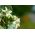 Swamp milkweed "Iceballet"; rose milkweed, - 60 siemeniä - Asclepias incarnata - siemenet