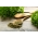 Peterselie - gemengd - 3000 zaden - Petroselinum crispum