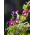 가정 정원 - Picotee 나팔꽃 "이른 전화"- 실내와 발코니 경작을 위해; 아이비 나팔꽃, 일본 나팔꽃 - 40 종 - Ipomoea tricolor - 씨앗