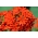 Малтешки крст, Бурнинг лове, Дуски лосос, Цвет Бристола, Јерусалем Цросс - 460 семена - Lychnis chalcedonica