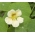 Garden nasturtium "Milkmaid"; Indian cress, monks cress - tall variety - 40 seeds