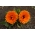 홈 가든 - 냄비 메리 골드 "본 봉"- 실내 및 발코니 재배 용 - 240 종자 - Calendula officinalis - 씨앗