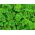 خانه باغ - ترکیب انواع جعفری برگ - برای کشت در بالکن و بالکن - 3000 دانه - Petroselinum crispum 