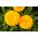 Home Garden - Pot-marigold "Bon Bon" - til indendørs og balkon dyrkning - 240 frø - Calendula officinalis