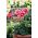 Pelargonium "Raspberry Ripple" - ροζ-πορτοκαλί με κόκκινες κουκίδες. Geranium, Storksbill - 6 σπόροι - Pelargonium x hortorum