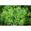 Taman Rumah - Campuran varietas peterseli daun - untuk budidaya dalam ruangan dan balkon - 3000 biji - Petroselinum crispum 
