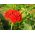 Malteški križ, Burning love, Dusky losos, Cvijet Bristola, Jerusalem Cross - 460 sjemenki - Lychnis chalcedonica - sjemenke