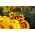 オレンジマホガニーのフレンチマリーゴールド "Queen Sophia"  -  525種子 - Tagetes patula L. - シーズ