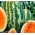 スイカ "Orangeglo"  - オレンジ色の品種 - Citrullus lanatus - シーズ