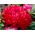 Red tall peony aster - 500 seeds