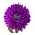 Purple peony aster - 500 seeds