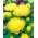 ดอกโบตั๋นดอกสีเหลือง - 500 เมล็ด - Callistephus chinensis