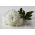 Kininis ratilis - Milady White - 500 sėklos - Callistephus chinensis
