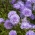 Blå nål petal china aster, Årlig aster - 500 frø - Callistephus chinensis