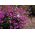 Purple Garden lobelia "Mitternachtsblau", Edging lobelia, Trailing lobelia - 6400 seeds