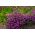 Лилава градина лобелия "Mitternachtsblau", кантова лобелия, следяща лобелия - 6400 семена - Lobelia erinus