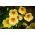 nasturtium باغ "بانوی پرنده"، کرت هندی، کلاه خیمه - تنوع کم رشد - 40 دانه - Trapaeolum majus nanum