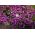 Purple Garden lobelia "Mitternachtsblau", apmales lobelia, Trailing lobelia - 6400 sēklas - Lobelia erinus