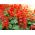 Saman tropika - ceri merah - 84 biji - Salvia splendens - benih