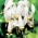  Dodecatheon meadia - bianco