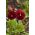红色大花的三色堇 -  240粒种子 - Viola x wittrockiana  - 種子