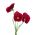 สวน pansy สวนดอกไม้สีแดงขนาดใหญ่ - 240 เมล็ด - Viola x wittrockiana 