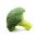 Brokkoli - Sebastian - 300 magok - Brassica oleracea L. var. italica Plenck