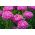 Aaster Cina pink-putih "Contraster" - 250 biji - Callistephus chinensis