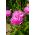 ดอกแอสเตอร์จีนสีชมพูสีขาว "Contraster" - 250 เมล็ด - Callistephus chinensis