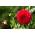Dahlia Red - bulb / tuber / rădăcină