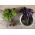 Kućni vrt - Mix sorte bosiljka - za uzgoj u zatvorenim prostorima i balkonima; Veliki bosiljak, Saint-Joseph "s-wort - 325 sjemenki - Ocimum basilicum  - sjemenke