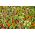 דף הבית גן - גמד נפוץ, בני נוער ו-"פפיטו" - לטיפוח פנים ומרפסת - 60 זרעים - Zinnia elegans