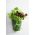 Home Garden - Μείγμα ποικιλίας μαρουλιού - για εσωτερική και μπαλκονική καλλιέργεια - 900 σπόρους - Lectuca sativa  - σπόροι