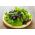 Hausgarten - Salatartenmischung  für den Haus- und Balkonanbau