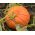 סקווש ענק "רוז 'ויף ד' אטמפס" - עם פירות גדולים, שטוחים ומרופטים - 9 זרעים - Cucurbita maxima 